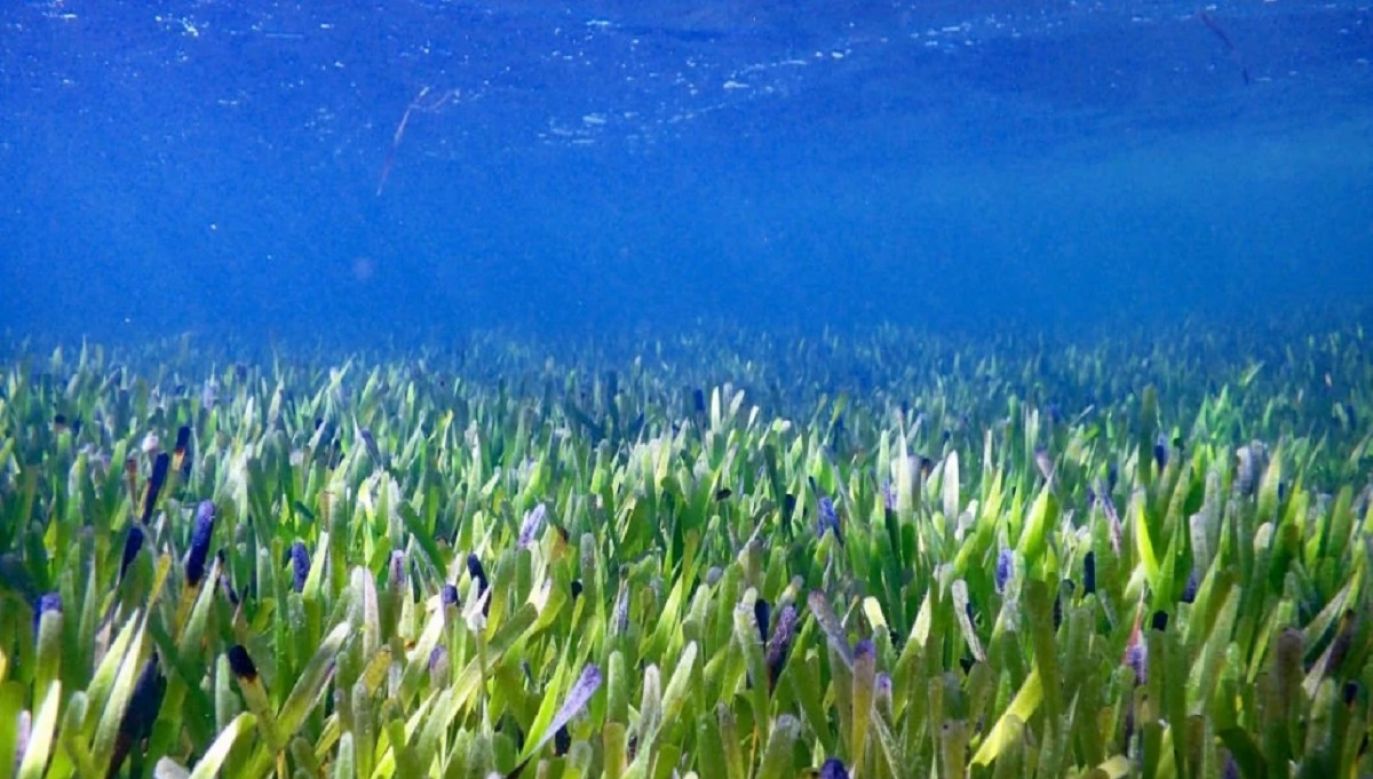 Australijscy naukowcy znaleźli w oceanie roślinę, która mierzy 180 km (fot. Rachel Austin/UWA)