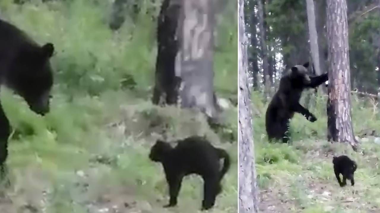 Wasia nie przestraszył się niedźwiedzia (fot. YT/„Siberian Times”) Wasia nie przestraszył się niedźwiedzia (fot. YT/„Siberian Times”)