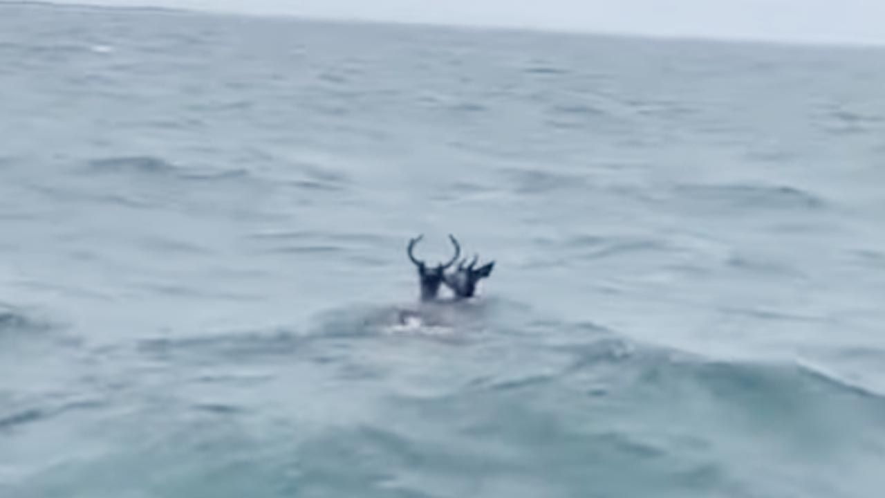 Nie wiadomo, czy jelenie dotarły bezpiecznie do brzegu (fot. youtube/Nantucket Current)