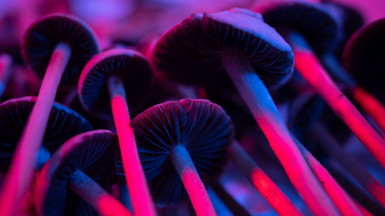 Czech Republic can prescribe psilocybin from 2026