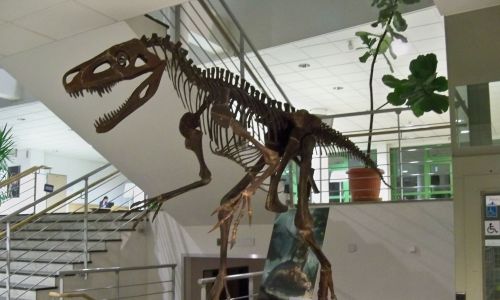 Rekonstrukcja szkieletu Smoka wawelskiego, stojąca w holu Wydziału Biologii UW. Fot. Wikimedia Commons/Panek - CC BY-SA 4.0