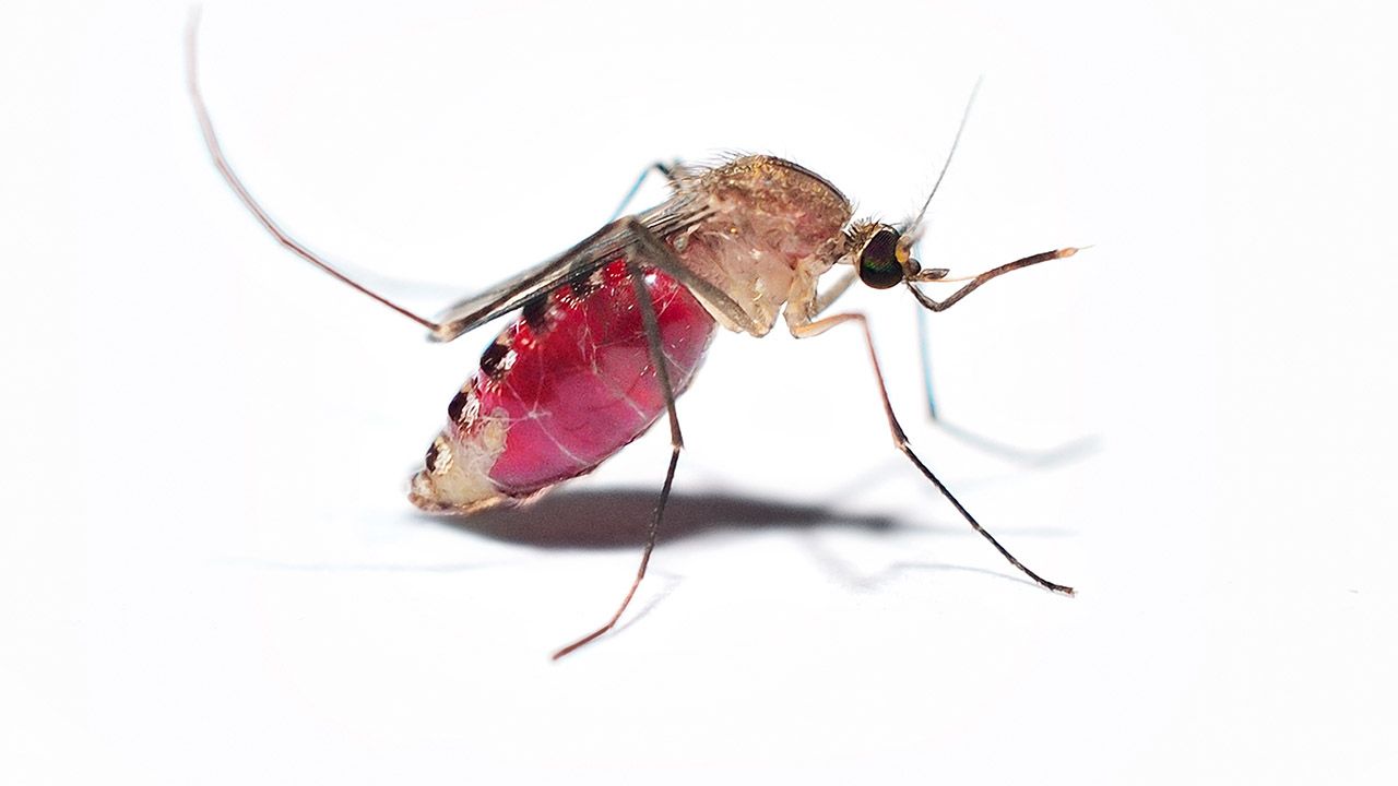 Amerykanie uwolnią 2,4 miliarda genetycznie zmodyfikowanych komarów (fot. Shutterstock/jipatafoto89)