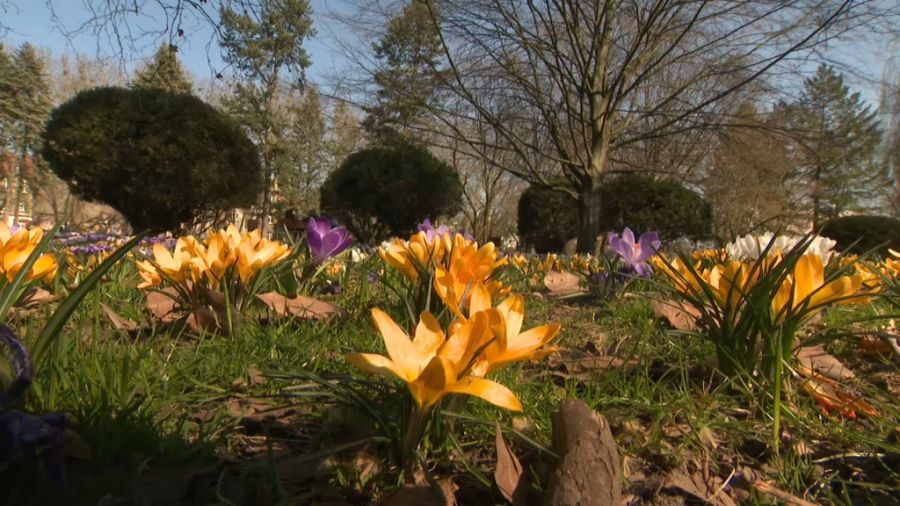 fot.: Informacje Lubuskie, 21.03.2025