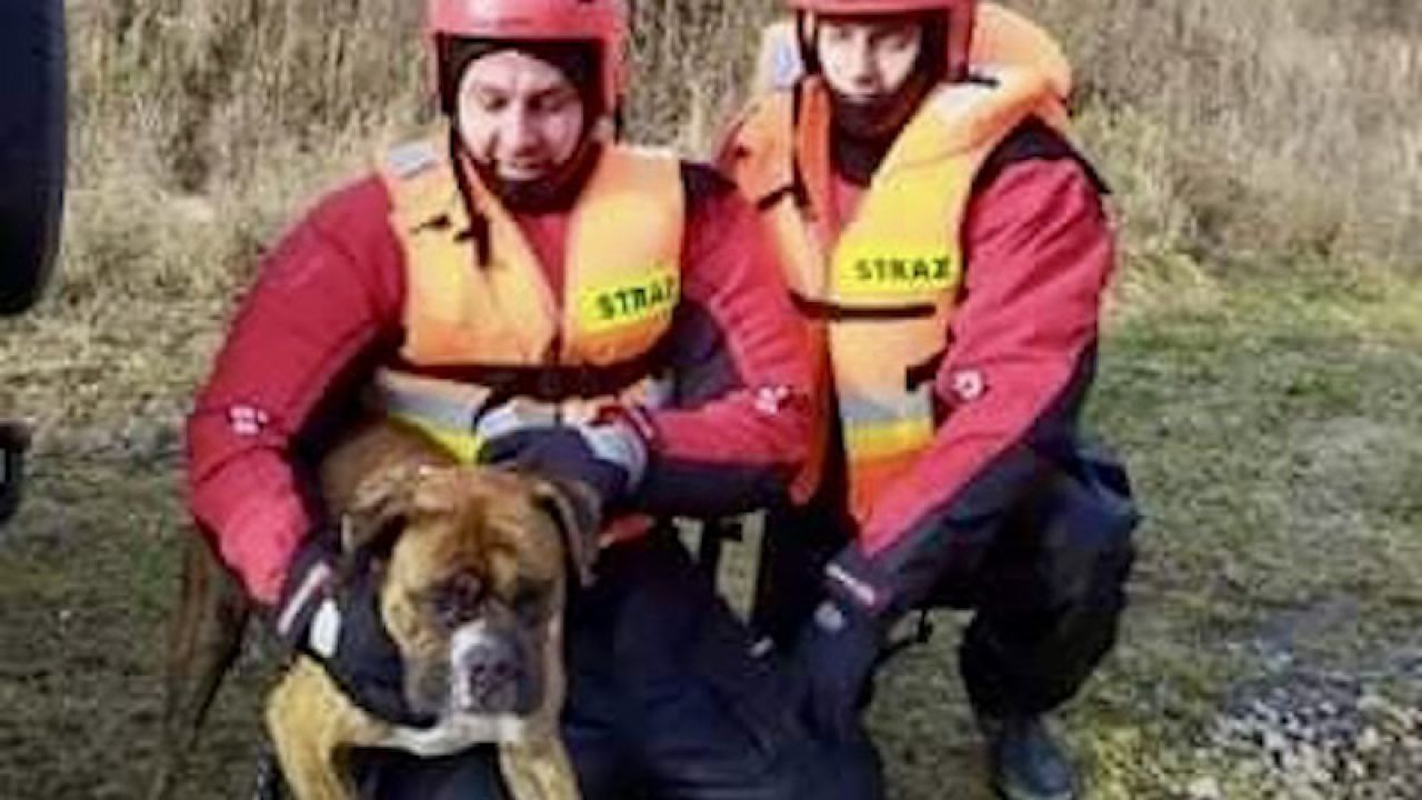 Niecodzienna akcja ratownicza w Piwnicznej-Zdroju (fot. FB/OSP Piwniczna-Zdrój) Niecodzienna akcja ratownicza w Piwnicznej-Zdroju (fot. FB/OSP Piwniczna-Zdrój)