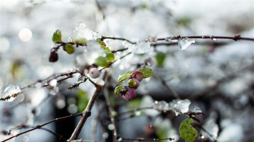 Замаразкі. Фота: Freepik
