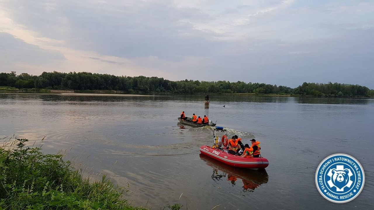 Trwają analizy zgromadzonych zdjęć z miejsca, gdzie mógł przebywać pyton tygrysi (fot. fb/Animal Rescue Polska) Trwają analizy zgromadzonych zdjęć z miejsca, gdzie mógł przebywać pyton tygrysi (fot. fb/Animal Rescue Polska)