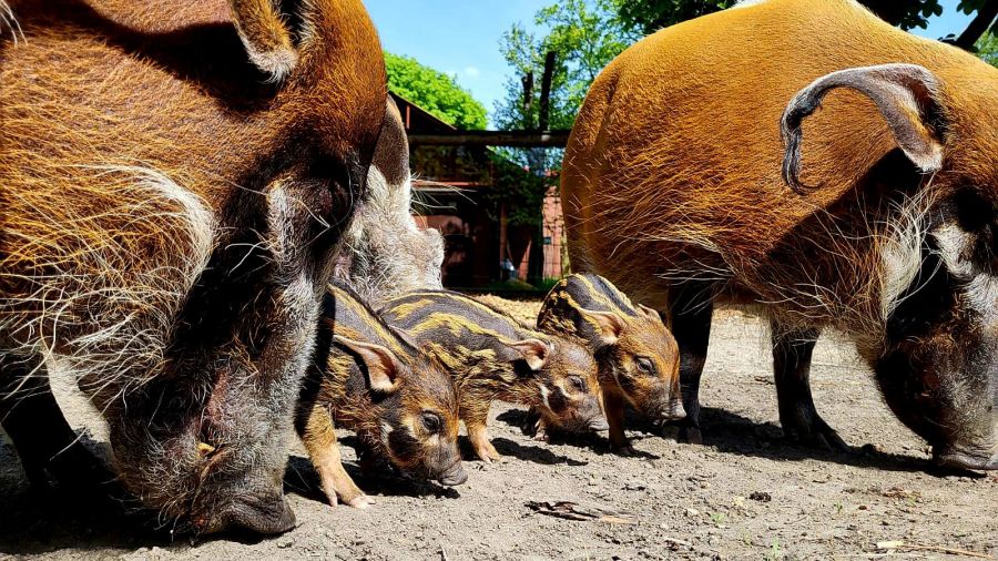Świnie rzeczne z chorzowskiego ZOO doczekały się potomstwa  Fot. Śląski Ogród Zoologiczny