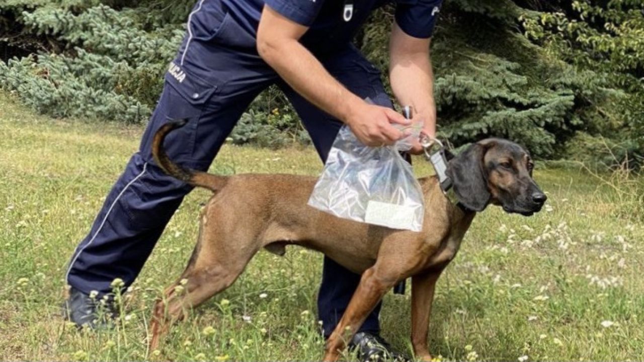 Nowe psy wprowadzą się w rok po tragedii w awarii ciepłowniczej (fot. policja.pl, zdjęcie ilustracyjne)