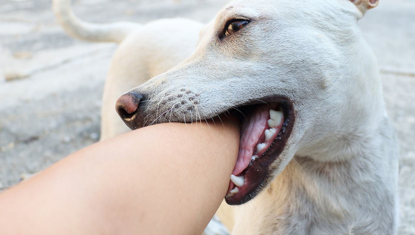 Pies był w schronisku osiem razy (fot. Shutterstock/meawtai99, zdjęcie ilustracyjne)