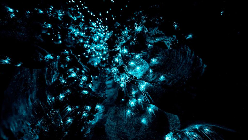 Jaskinia Waitomo znana jest z luminescencyjnych larw grzybieniowatych, które potocznie nazywa się „świecącymi robakami”. Fot. Marcel Strelow/ Shutterstock