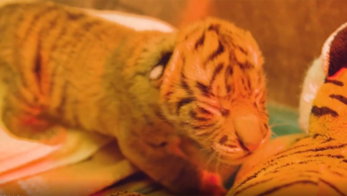 Tygrys sumatrzański (fot. EBU/Dallas Zoo)