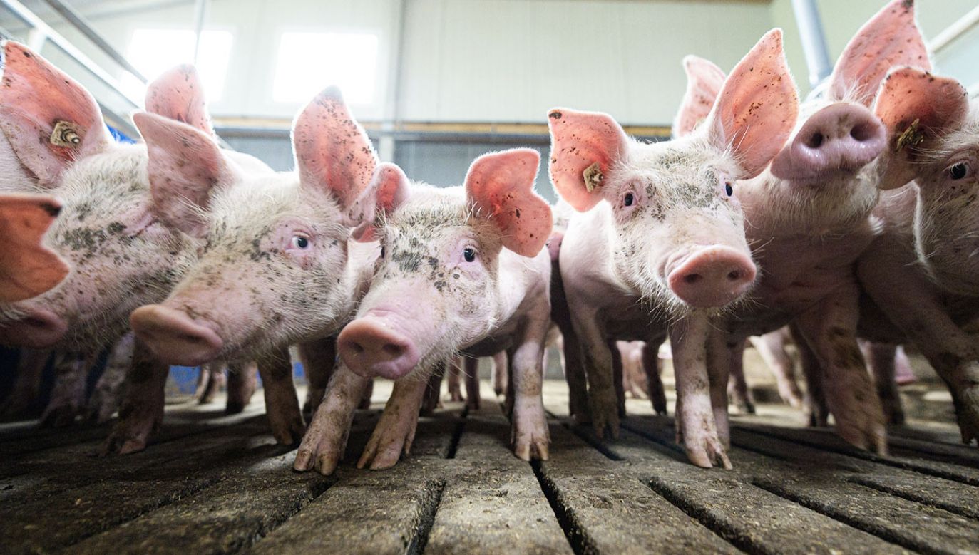 Co z polskimi świniami? (fot. L.Schulze/Getty)